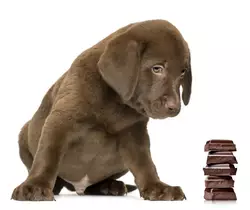 Was soll ich tun wenn mein Hund heies Schokoladenpulver gefressen hat